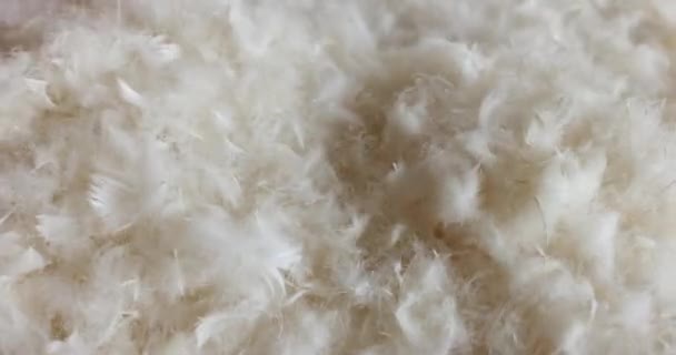 Las Plumas Blancas Yacen Dispersas Creando Una Escena Delicada Textura — Vídeos de Stock