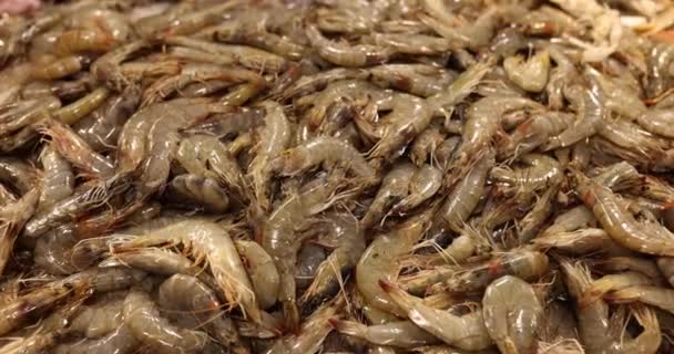 Vidéo Montre Des Crevettes Fraîches Haute Qualité Tas Crevettes Crues — Video