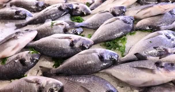 Ледовом Прилавке Супермаркета Представлен Ассортимент Морских Рыб Куча Свежепойманной Рыбы — стоковое видео