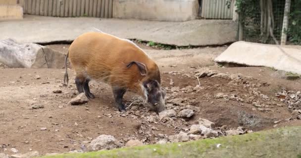不受干扰的丛林猪嗅着地面寻找食物 长体毛和耳朵上有一串毛的动物探索动物园圈地 — 图库视频影像