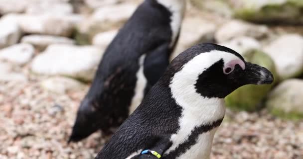 Schwarze Und Weiße Pinguine Erkunden Neugierig Die Umgebung Niedliche Pinguine — Stockvideo