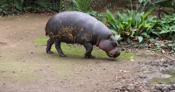 Pygmee Hippopotamus Verkent Habitat Een Ontspannen Manier Lui Dier Met — Stockvideo