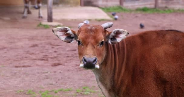 棕色的奶牛站在光秃秃的地面上 创造出宁静的景象 宁静的动物站在农村的院子里 对周围的声音作出反应 — 图库视频影像