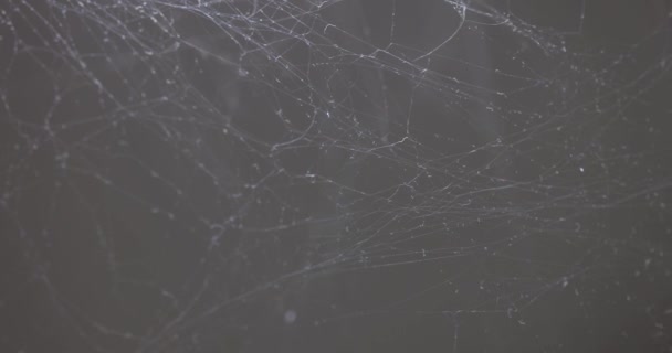 Zarte Spinnennetze Bilden Ein Fragiles Netzwerk Der Wandecke Fadenscheiniges Spinnennetz — Stockvideo