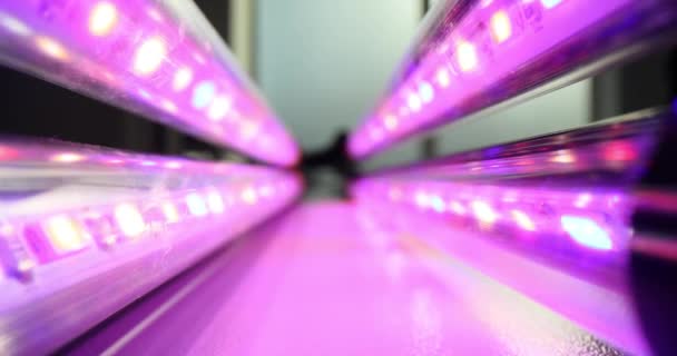 荧光灯装饰二极管内照明向上中间过道 电灯发出明亮的粉色光芒 照明充足 — 图库视频影像