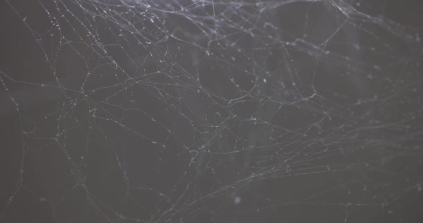 神秘的网络闪烁着晨露 揭示了大自然设计的奇迹 蜘蛛网在黑色背景上被隔离 白蜘蛛网特写 — 图库视频影像