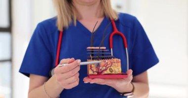 Kozmetik uzmanı deri anatomisinin bir modelini gösteriyor. Cilt bakımı ve cilt hastalıklarının tedavisi
