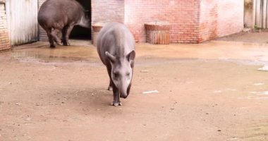 Güney Amerika tapiri hayvanat bahçesinde yürüyor. Güney Amerika tapir ailesi doğal koruma altında