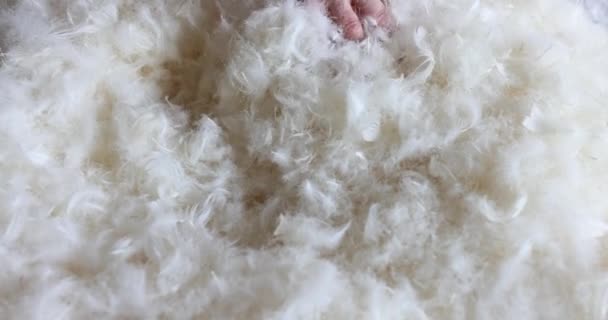 Test Softness Blanket Made White Goose Feathers Woman Hand Gently — Stock Video