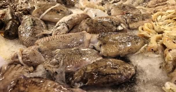 Rauwe Verse Zeevruchten Een Ijsstandaard Markt Octopus Garnalen Close Markt — Stockvideo