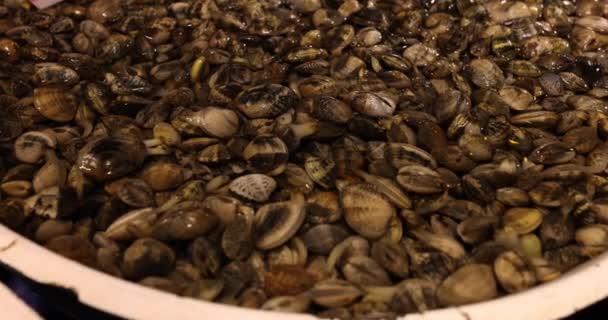 Caught Live Manila Clams Water Market Fresh Seafood — Stock Video