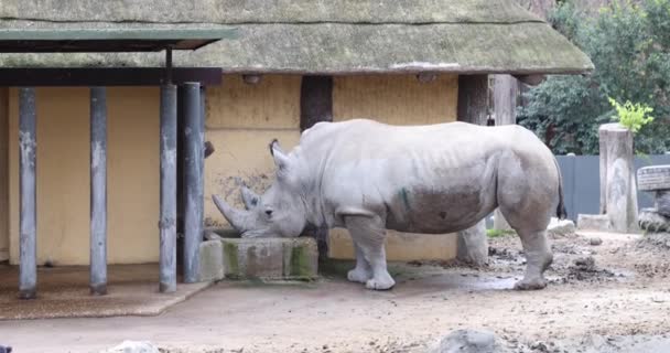 Rinoceronte Cinzento Grande Beber Água Jardim Zoológico Vida Rinoceronte Zoológico — Vídeo de Stock