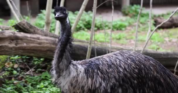 Dromaius Novaehollandiae Primer Plano Retrato Emu Caminando Zoológico Características Aves — Vídeo de stock