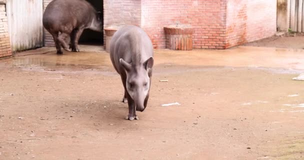 Tapir Sudamericano Camina Zoológico Familia Del Tapir Sudamericano Una Reserva — Vídeo de stock
