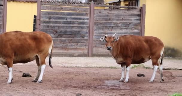 Two Red Bantengs Natural Reserve Italy Banteng Javan Bull Zoo — Stock Video