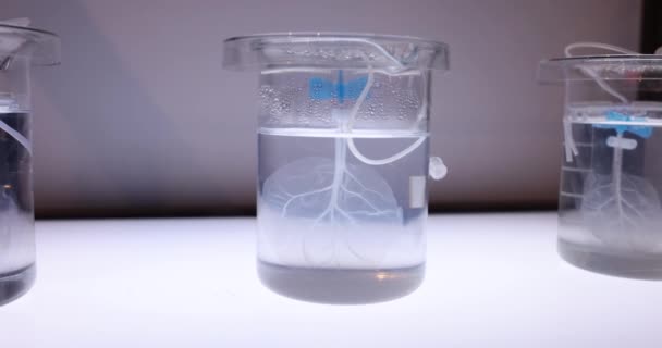 Hoja Órgano Artificial Transparente Vidrio Solución Laboratorio Investigación Desarrollo Órganos — Vídeo de stock