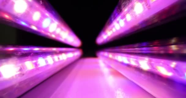 Lampe Led Spectre Rouge Lampes Violettes Concept — Video
