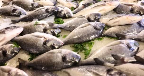 Detailní Záběr Čerstvých Ryb Ledě Rybím Trhu Čerstvé Zdravé Ryby — Stock video