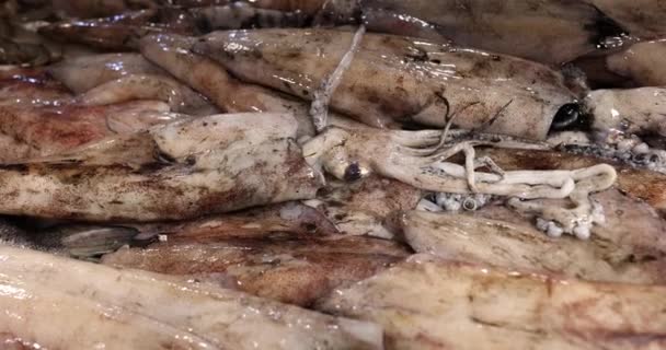 Primer Plano Una Pila Calamares Frescos Exhibición Mercado Pescado Productos — Vídeos de Stock