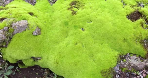 Musgo Verde Brilhante Uma Superfície Rochosa Musgo Verde Brilhante Asfalto — Vídeo de Stock