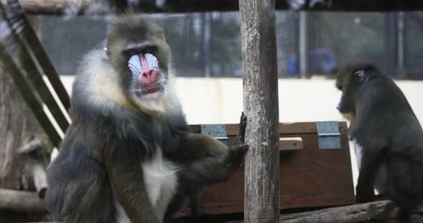 曼陀罗猴打呵欠 环顾四周 望着动物园 动物园人类的生活 — 图库视频影像