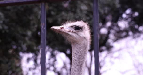 Detailní Záběr Pštrosí Hlavy Zoo Krásný Africký Pštros — Stock video