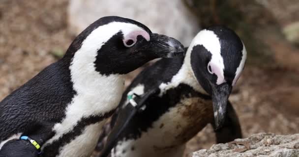 Primer Plano Dos Pingüinos Tocando Picos Zoológico Hermosos Pingüinos Lindos — Vídeo de stock