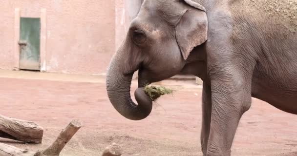 Detailní Záběr Slona Pojídajícího Seno Zoo Velký Šedý Slon Zoo — Stock video