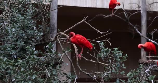 Четыре Алых Ибиса Дереве Зоопарке Красные Птицы Ветвях — стоковое видео