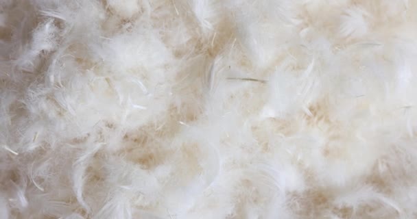 选用柔软的羽毛用于枕头填充物生产 高质量的天然物质增强了睡眠体验的整体舒适性 — 图库视频影像