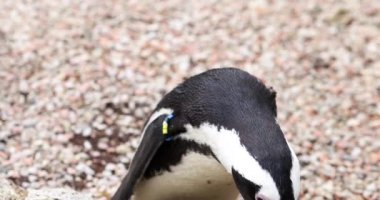 Penguen hayvanat bahçesinde belirgin siyah beyaz tüylerle yürür. Meraklı dışavurumcu gözler, nesli tükenmekte olan vahşi deniz kuşlarının eşsiz cazibesini ön plana çıkarıyor.
