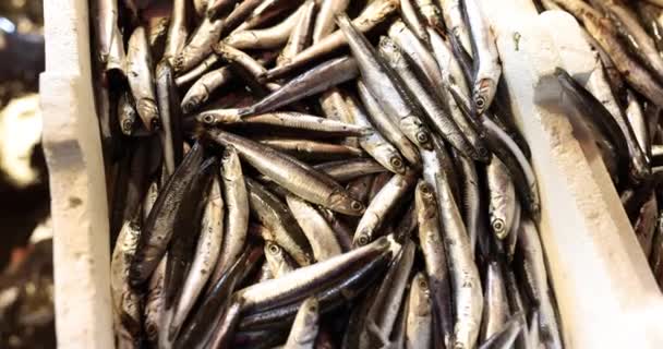 展示大量的带银色光泽的新鲜凤尾鱼 各种烹饪创作中富含欧米茄和多种配料的鱼 — 图库视频影像