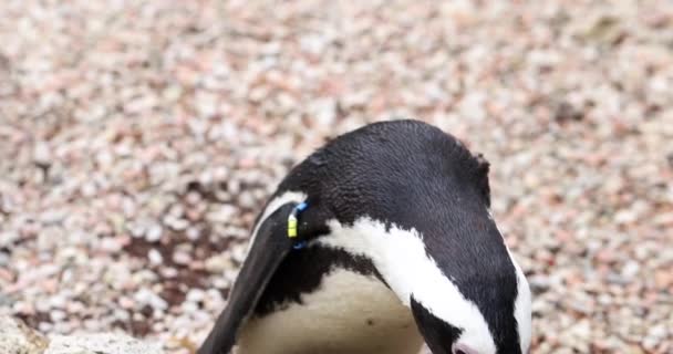 ペンギンは動物園で明確な黒と白のプラムを歩いている 絶望的な表情豊かな目は 野生の絶滅危惧種のユニークな魅力を強調しています — ストック動画