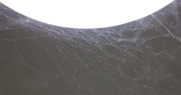 Web Gri Arka Planda Izole Beyaz Örümcek Ağı Yakın Plan — Stok video
