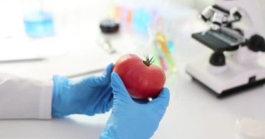 Mikrobiyolog laboratuvarda yetişen domatesleri analiz ediyor. Modern gıda bilimi laboratuvarında moleküler örnekler üzerinde çalışan bir mikrobiyolog.