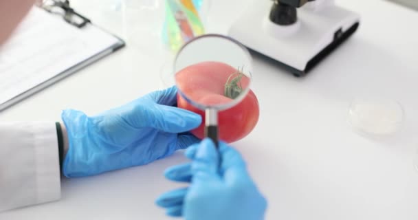 Biólogo Examina Los Tomates Modificados Genéticamente Con Lupa Laboratorio Control — Vídeo de stock
