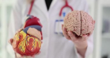 Bir doktorun elinde insan kalbi ve beyninin üç boyutlu karşılaştırması. Kalp vücuda kan pompalamaktan sorumludur ve beyin vücut fonksiyonlarını kontrol eder.