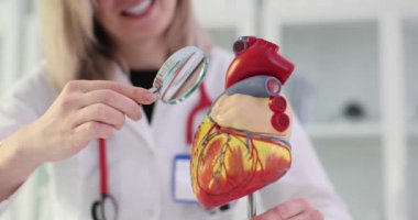 Kalbin 3 boyutlu modeli ve büyüteçli bir kardiyolog. Kalp ve damar hastalıklarının teşhisi