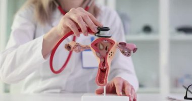 Rahmin 3 boyutlu modeli ve jinekolog steteskopu. Kadınlarda jinekolojik hastalıklar, semptomlar, teşhis yöntemleri ve tedavi
