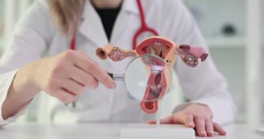 Sağlıklı rahmin üç boyutlu modeli ve bir jinekoloğun ellerinde büyüteç. Rahim ağzı hastalıklarının teşhisi ve tedavisi