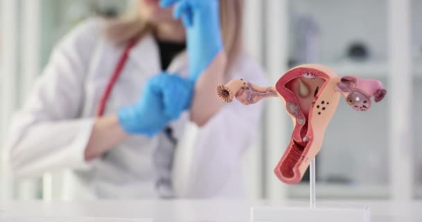 Modelo Sistema Reprodutivo Feminino Ginecologista Métodos Para Diagnóstico Doenças Uterinas — Vídeo de Stock