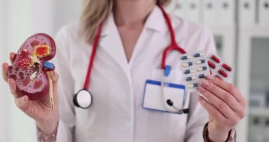 Böbreğin anatomik modeli ve bir doktorun elindeki haplar. Böbrek hastalığının tedavisi