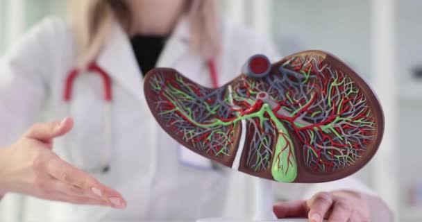 Nsan Karaciğerinin Anatomik Modeli Bir Doktorun Elinde Karaciğer Hastalıklarının Teşhisi — Stok video