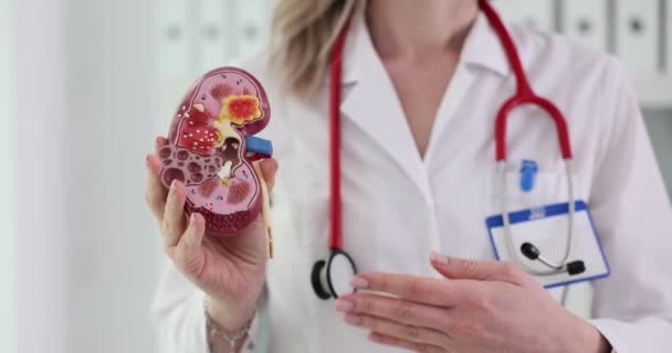 Läkare Sjukhus Står Med Anatomisk Modell Njure Behandling Njursjukdomar Kliniken Royaltyfri Stockvideo
