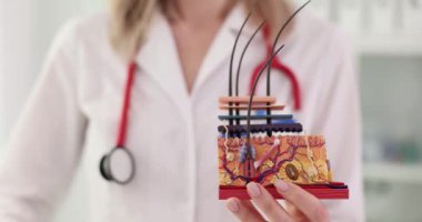 Deri hücrelerinin yuvarlak ritmini ortaya çıkarıyor. Deri anatomisi ve yaşlanma saati tutan bir güzellik uzmanı.