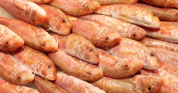 Primo Piano Triglie Fresche Sul Ghiaccio Mercato Del Pesce Selezione — Video Stock