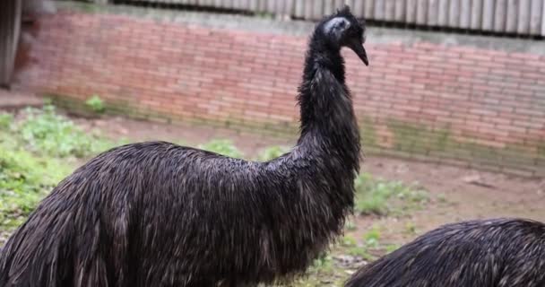 Beautiful Black Emu Walks Zoo Large Flightless Bird — Stock Video