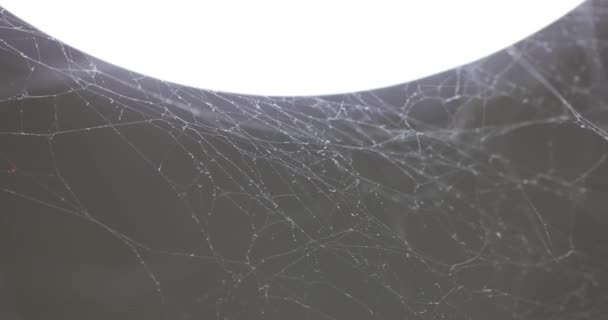 Spinnenweb Met Druppels Ochtenddauw Witte Spin Web Close — Stockvideo