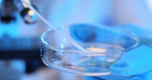 페트리 접시에서 박테리아 샘플을 수집하기 면봉을 사용하는 과학자 미생물학 바이러스학 — 비디오