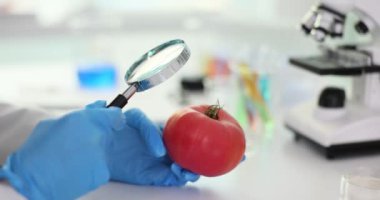 Büyüteçle domates bilimcisinin mikroskobik analizi. Laboratuvardaki domateslerin kalitesini kontrol ediyorum.